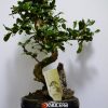 Bonsai in ghiveci personalizat
